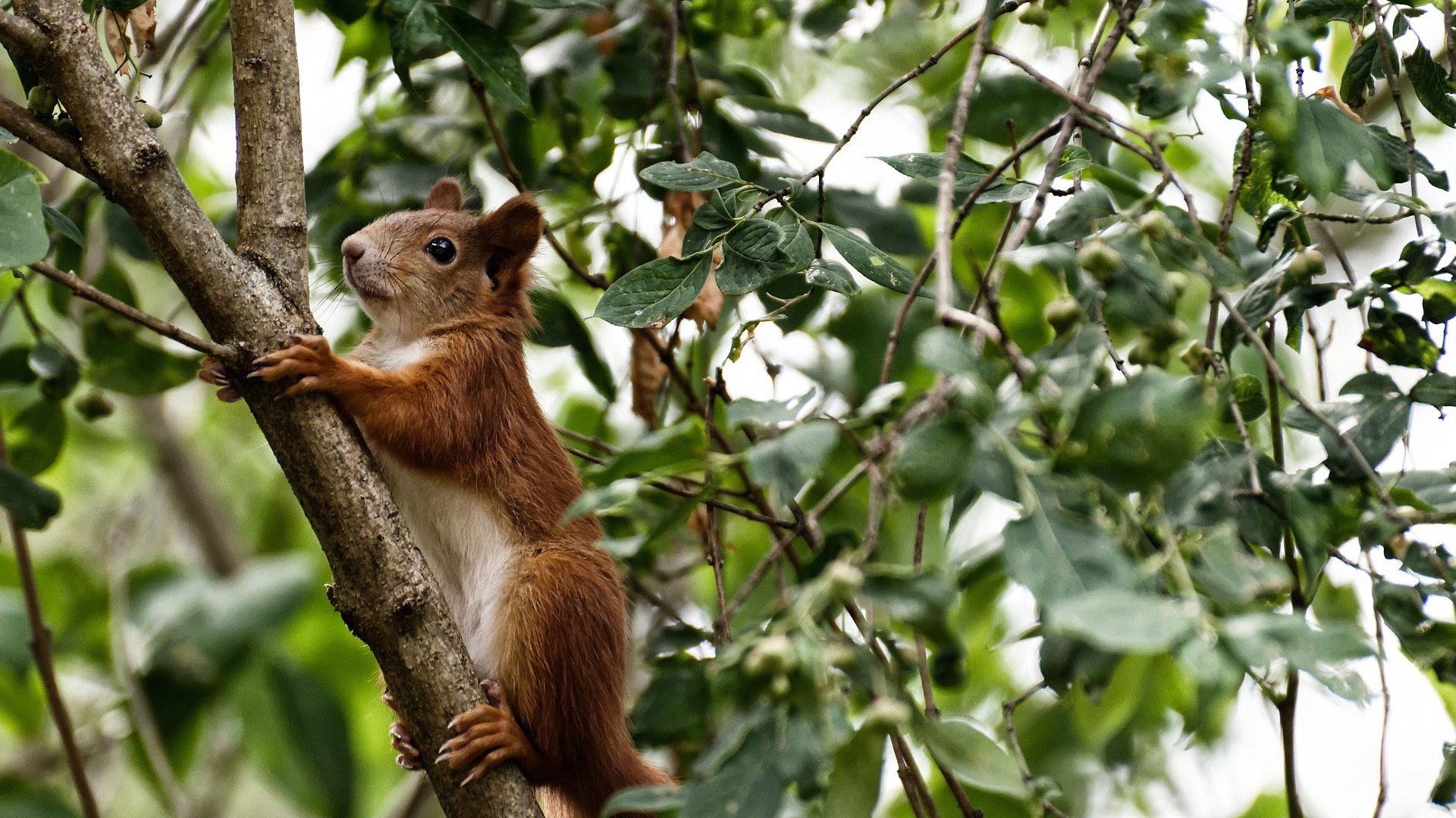 创新型青少年足球项目在多地区试点推广,为行业注入新动力,申报全国青少年足球特色学校材料