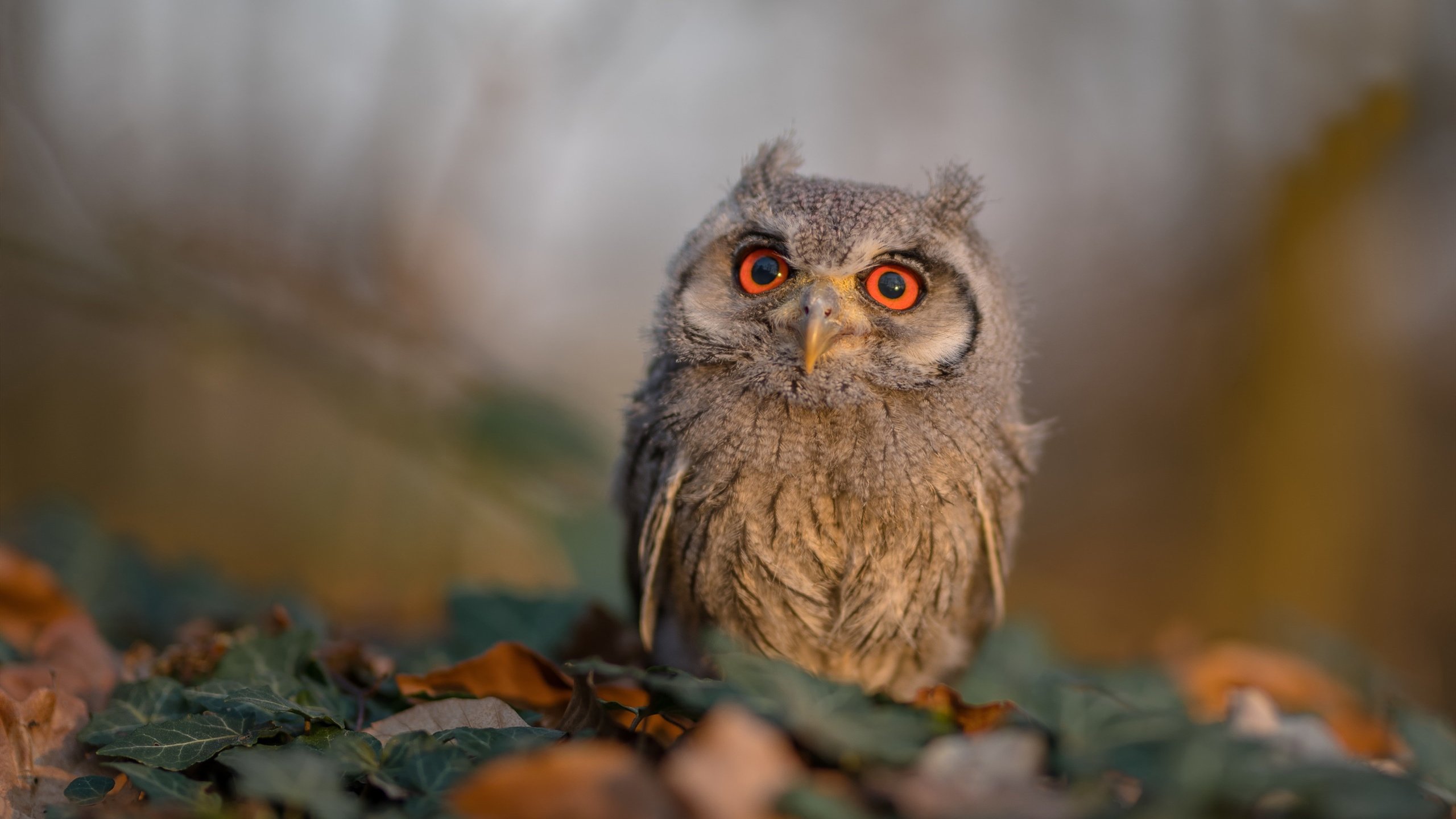 kaiyun网站-哥伦比亚女足在巴黎奥运会上击败多支强队，哥伦比亚男足