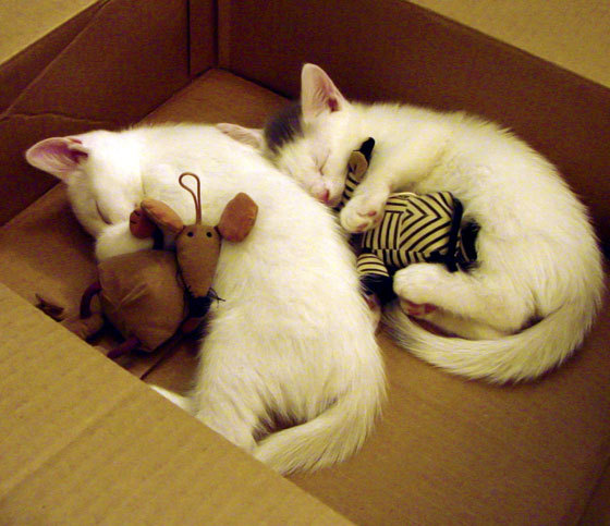 后场突袭:精彩快攻引爆全场,后场百科