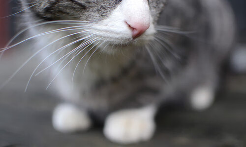 史上最经典的“单场得分”:谁的表现无人能敌?,单场获胜