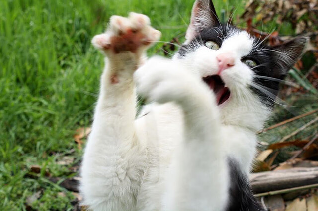 开云官方网页登录-法甲大牌球员频繁亮相，提升联赛全球影响力，法甲十大球星