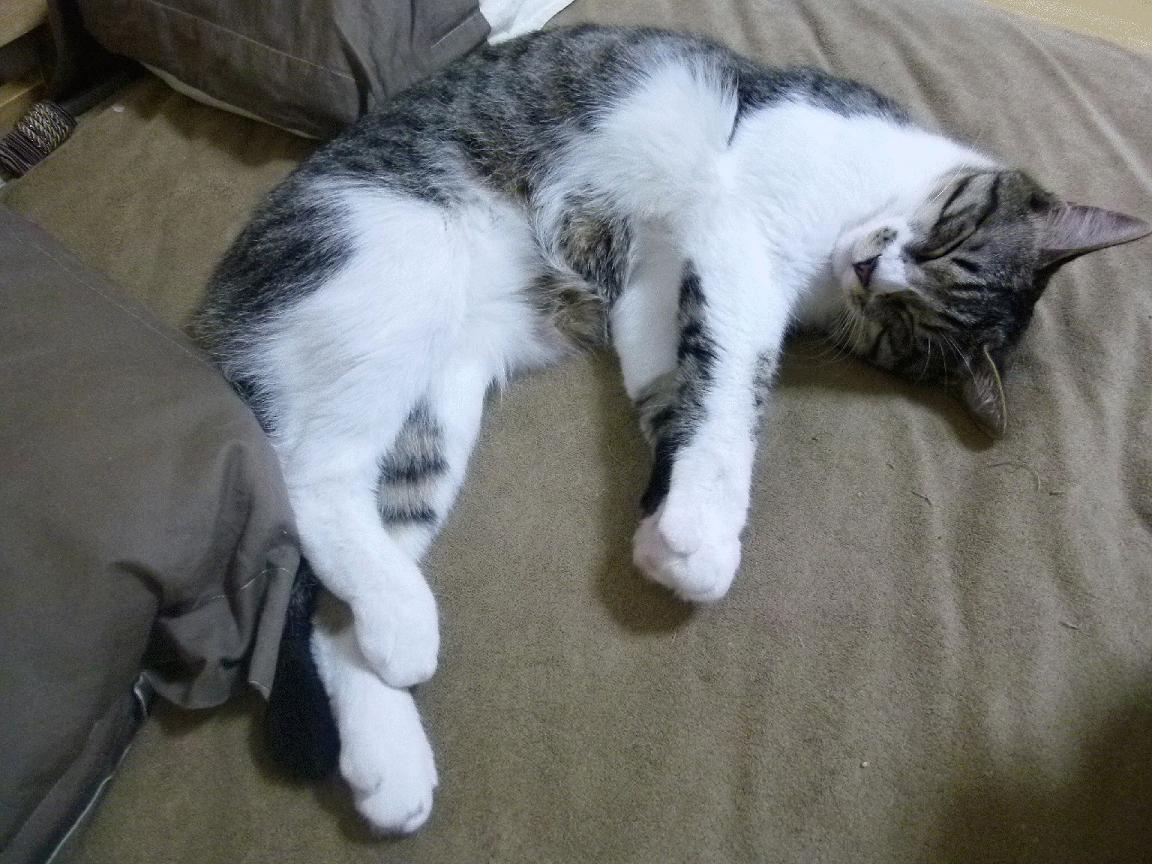 电竞行业的社会责任：如何回馈社会，传递正能量，电竞及其产业的认知