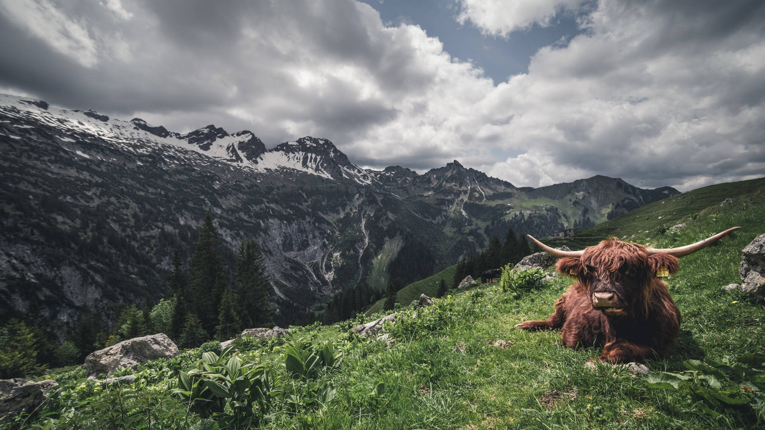 皇马快速反击战术:抓住每一个反击良机,皇马快速反击视频
