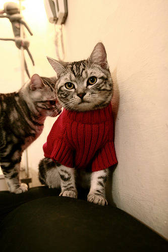 Astralis 在 ESL Pro League 中晋级四强，esl pro league s14奖金