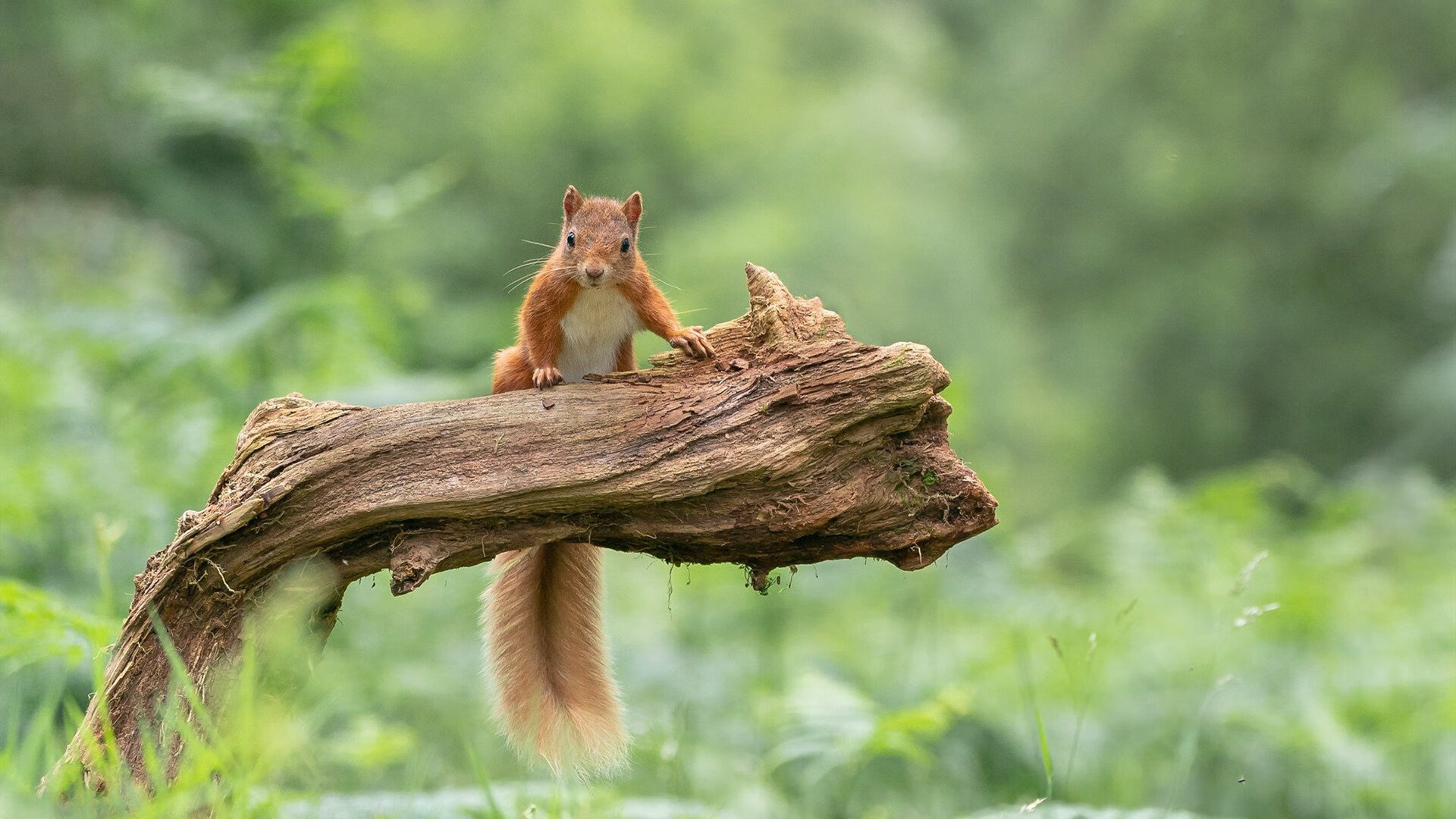 上海海港签下国际新援,上海海港新外援受伤