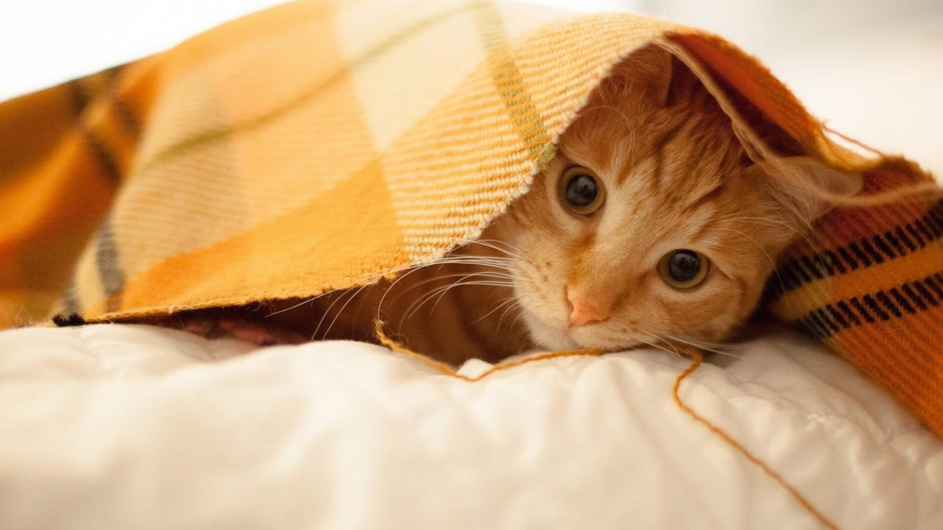 Kaiyun APP-上海海港球员荣获月度最佳，上海海港球员年薪