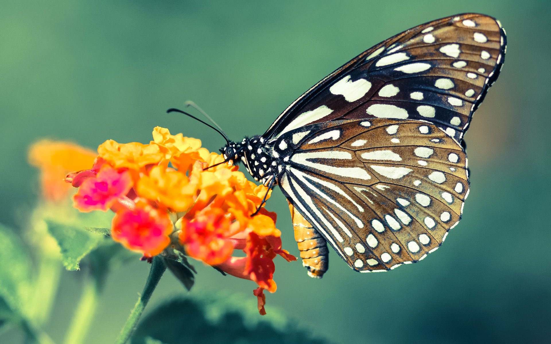 仁川联球员转会动态，仁川联vs首尔fc比赛结果