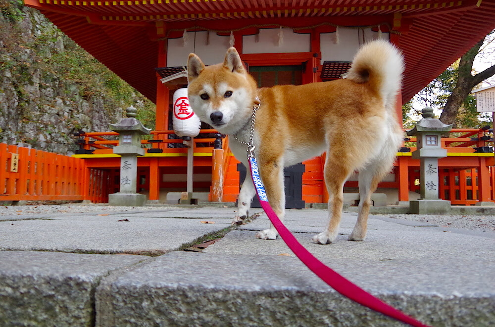 全明星阵容组成，欧冠赛场掀起风暴，欧洲全明星vs世界全明星谁进球了