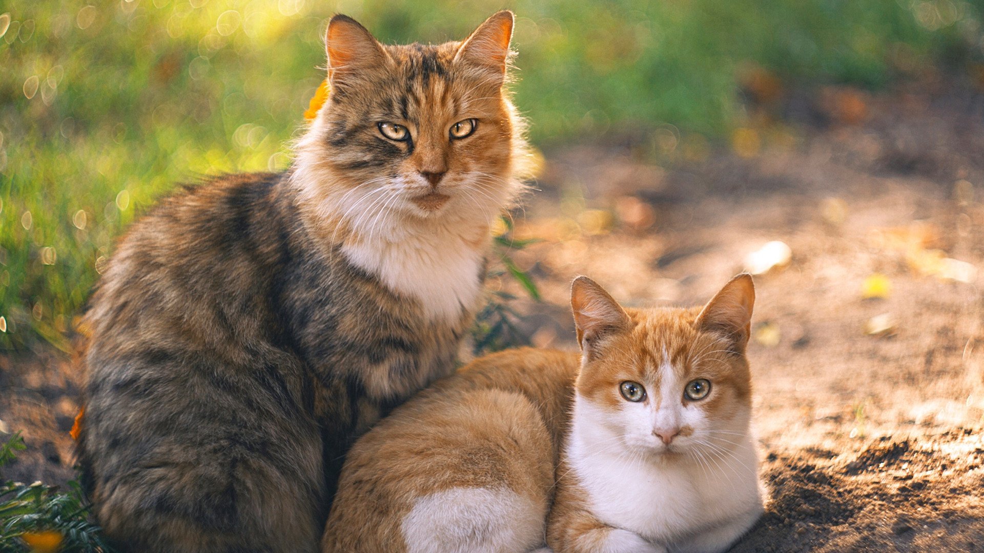 kaiyun网站-鹈鹕加时绝杀尼克斯英格拉姆立功，鹈鹕队英格拉姆受伤