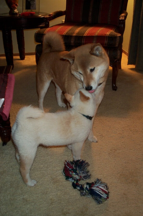 西班牙青少年骑手在世界青少年马术锦标赛中获得团体金牌,展现国家实力。