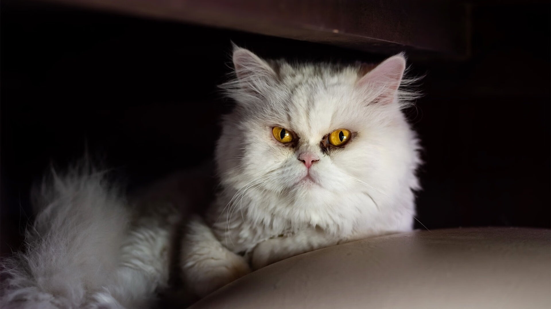 运动装备技术创新应用项目,运动装备技术创新应用项目申报书