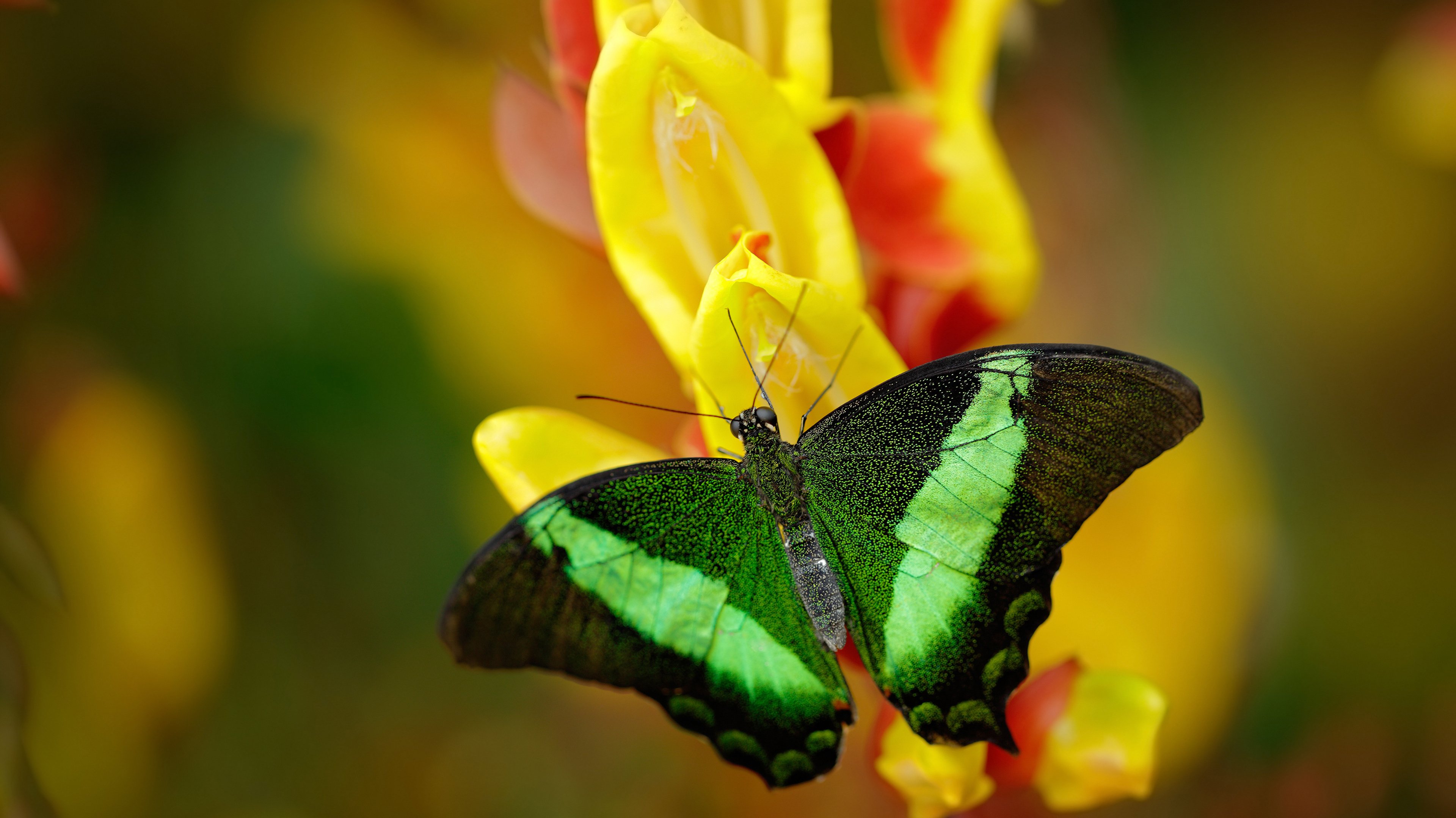新加坡队在国际乒联混合团体世界杯中的配合默契与整体表现,新加坡队乒乓球