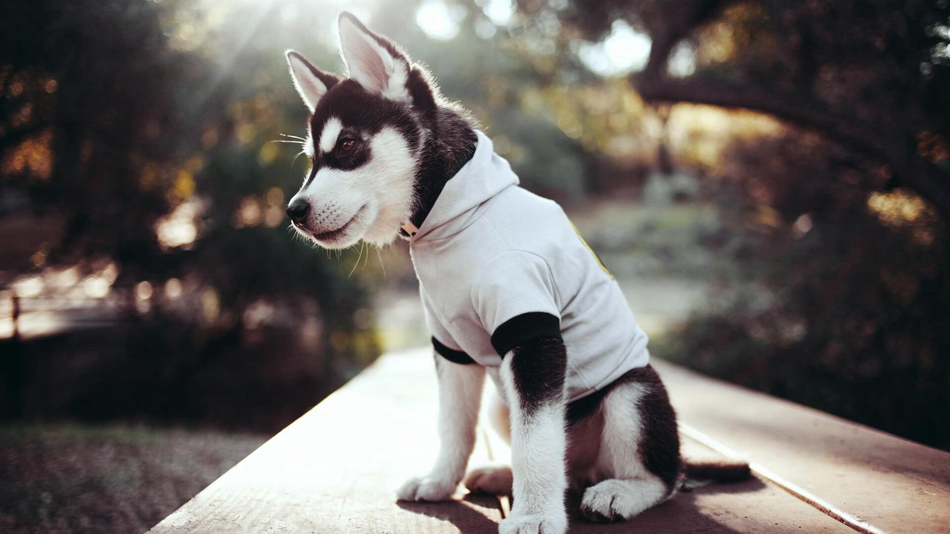 CBA推出联赛专属App增强球迷互动体验，cba联赛官方指定用篮球