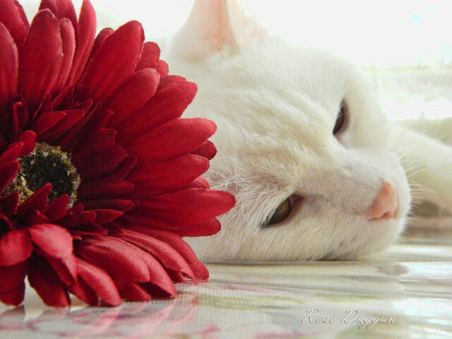 智能裁判系统提升执法公正性,赢得广泛认可,智能车裁判系统