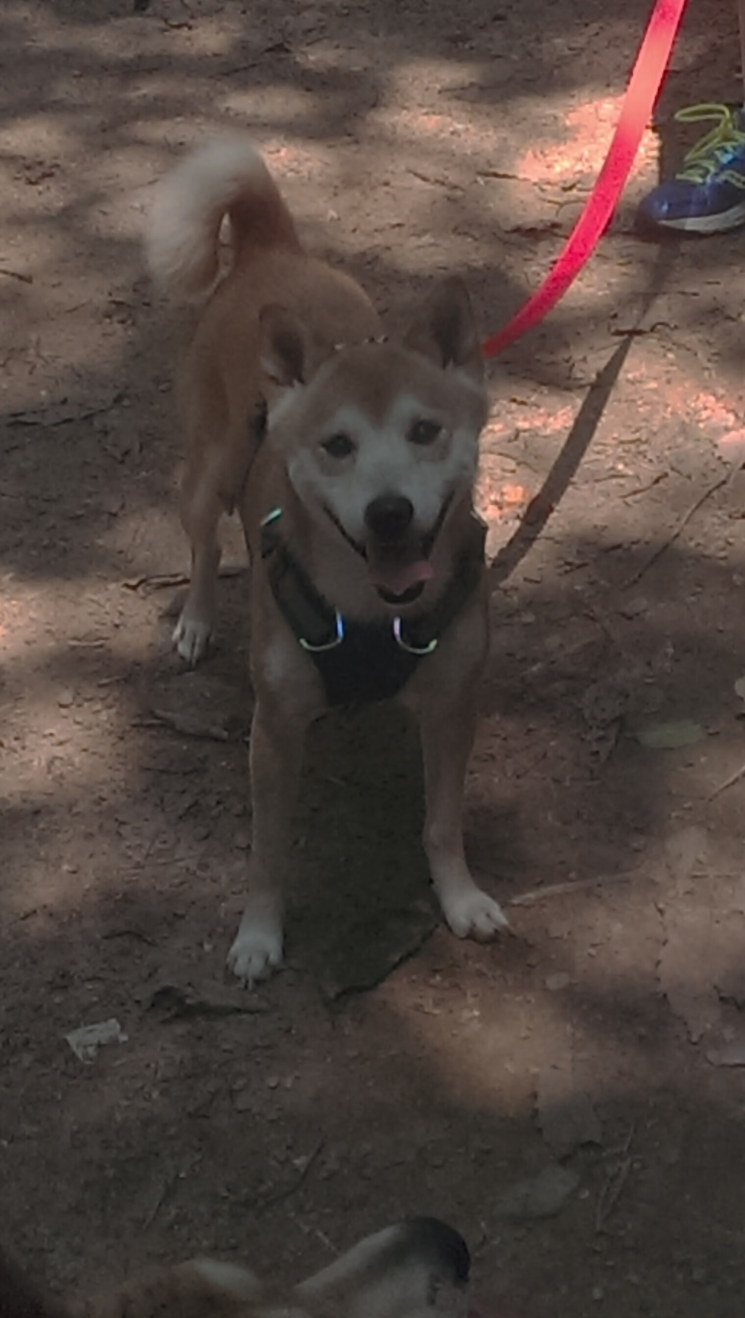 梅西突破全场防线，助阿根廷重振士气