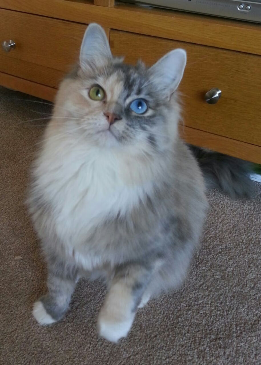 英超俱乐部的粉丝参与激励措施,英超俱乐部支出